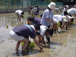 taue2
