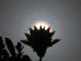 Pollen Corona over a Flower