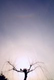 Circumzenithal Arc and 22-degree Halo