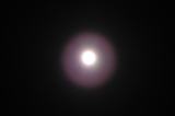 Pollen Corona around the Moon