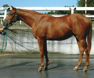 HORSE