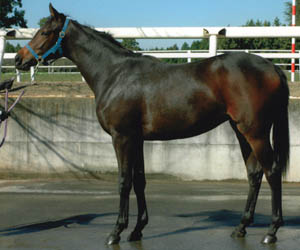HORSE