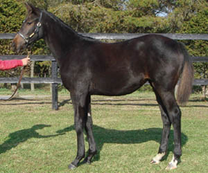 HORSE