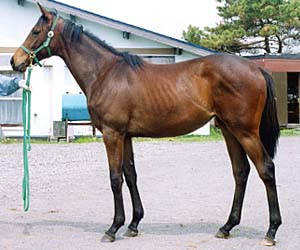 HORSE