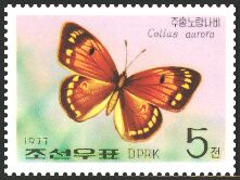 Dawn Clouded Yellow Butterfly