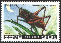 Insect Stamp of Democratic People's Republic of Korea