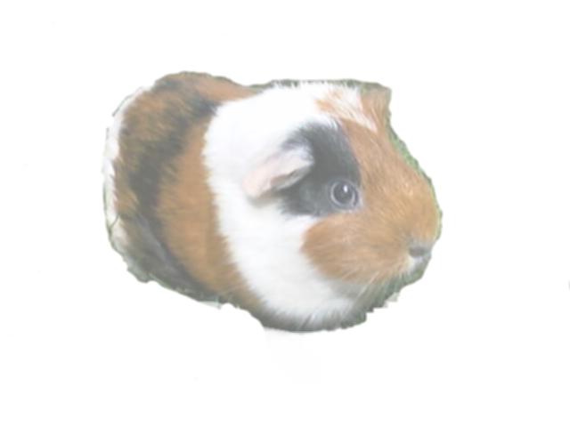 ���肭��̎ʐ^