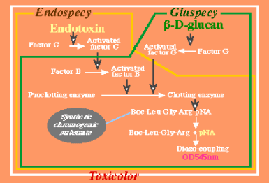 Toxicolor, Endospecy, Gluspecy