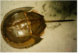 HorseshoeCrab