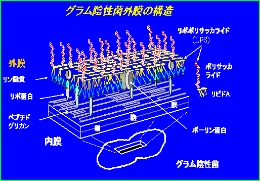 細胞壁の構造