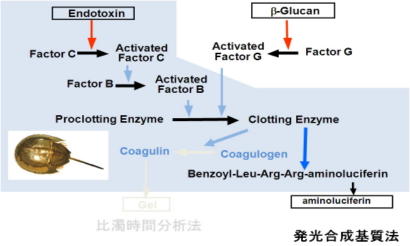 蛍光発光基質法