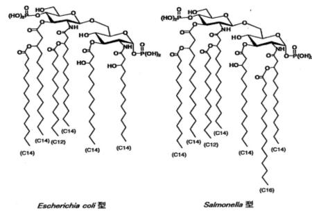 大腸菌・サルモネラLPSの構造