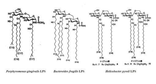 常在菌等LPSの構造