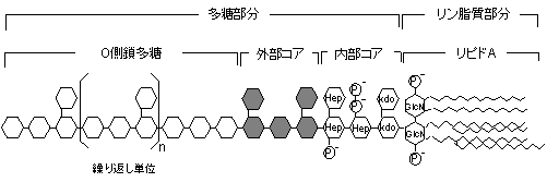 LPSの構造