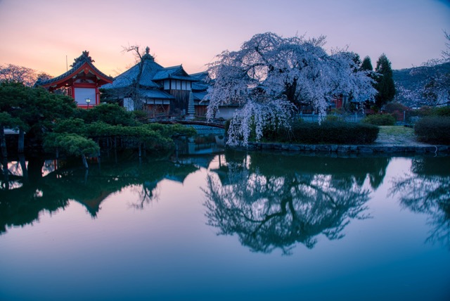 岡山市宇賀神社(吉備津神社近く)のしだれ桜