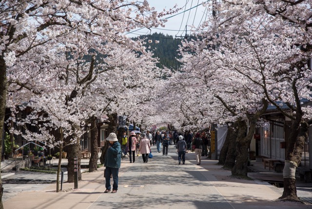 岡山県新庄村 がいせん桜