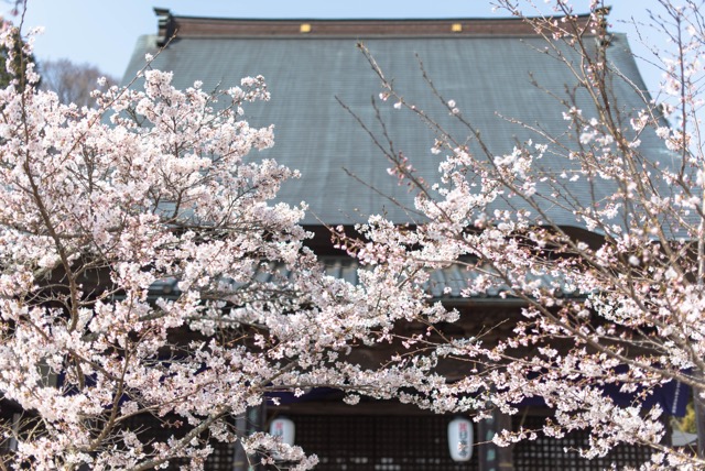 岡山市北区, 日応寺の桜
