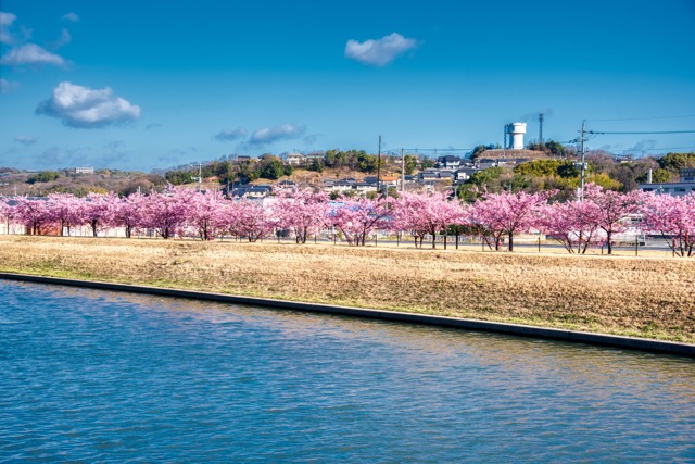 倉敷市有城, 河津桜