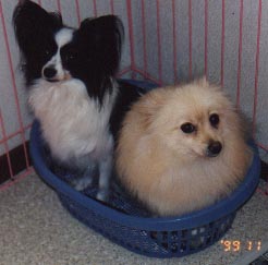 ������肽�́E�E�E