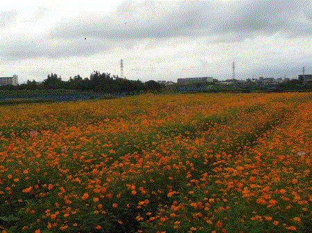 花畑（大和市）