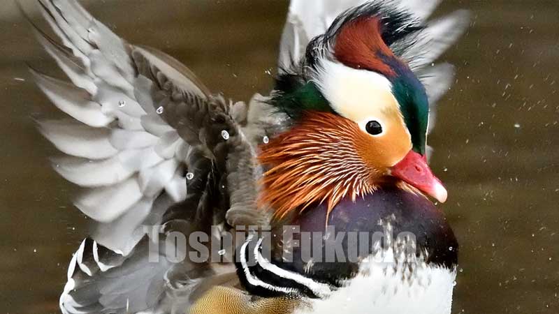 Mandarin Duck