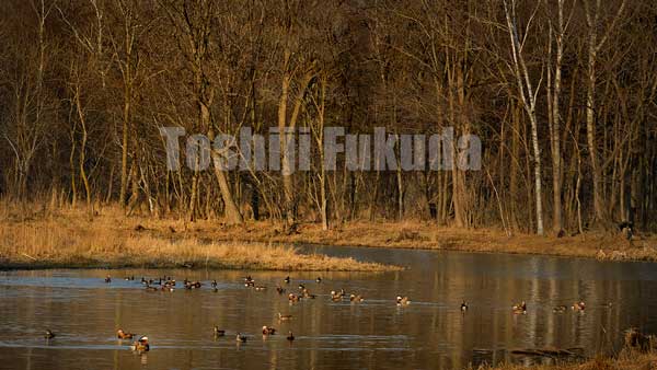 Mandarin Duck