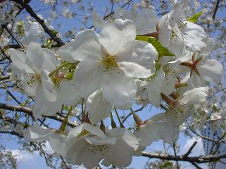 ���N�������ɍ炫�܂���