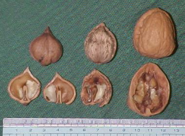 �����ȃN���~