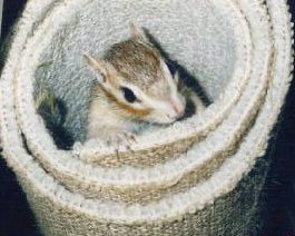 �n�`�C!! ���̍��ւ悤����!!