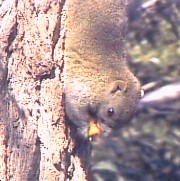 [�ʐ^�F���Ń~�J��]