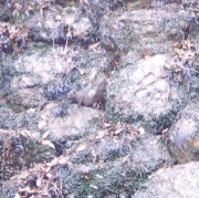 [�ʐ^�F�����̃��X]