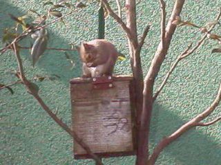 [�ʐ^�F�тÂ��낢]