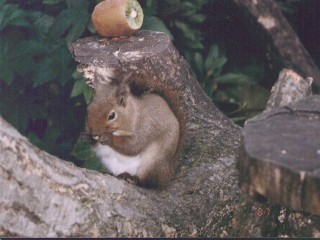 [�ʐ^�F�؂�H�ׂ�]