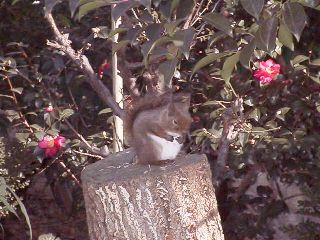 [�ʐ^�F�؂芔�̏�]