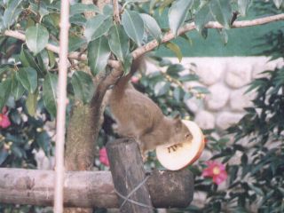 [�ʐ^�F�����S��H�ׂ�]