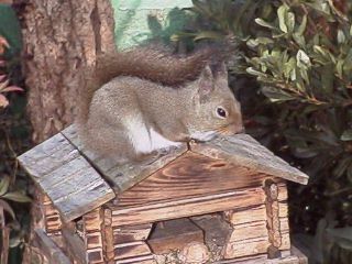 [�ʐ^�F�����̏�]