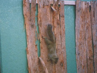 [�ʐ^�F���̔�]