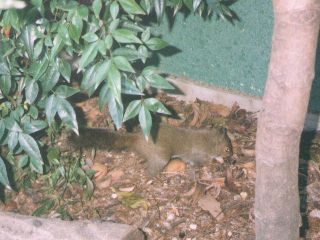 [�ʐ^�F�y���@��]