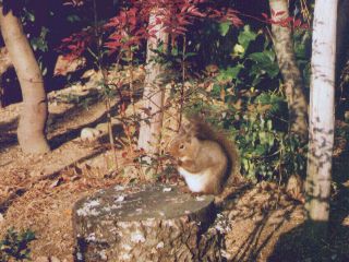 [�ʐ^�F�[�z�̃��X]