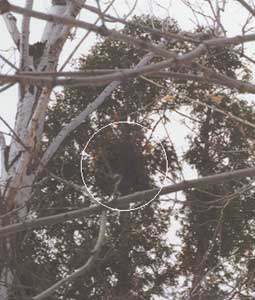 ��Ύ��Ɋ|����ꂽ��