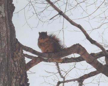 ����������郊�X-2