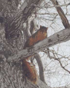 ����������郊�X-1