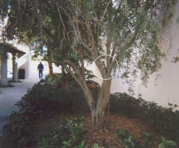 ���X������