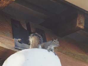 ���̏�̃��X