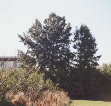 ���X�̂�����-1