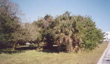 ���X�̂�����-2