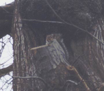 �؂ɓo�������X