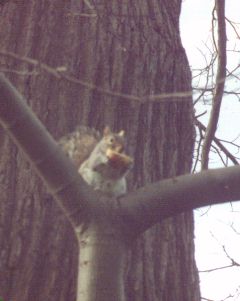 �����S��H�ׂ郊�X