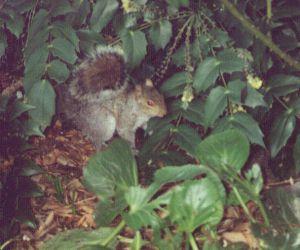 �@���Ă��郊�X