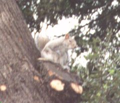 ����̃��X